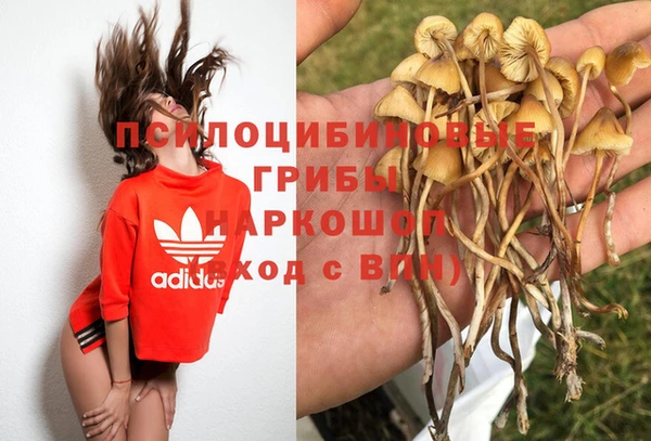 стаф Магас