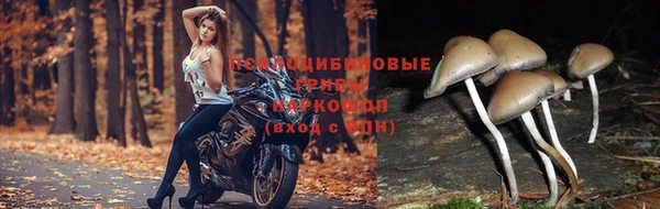 стаф Магас